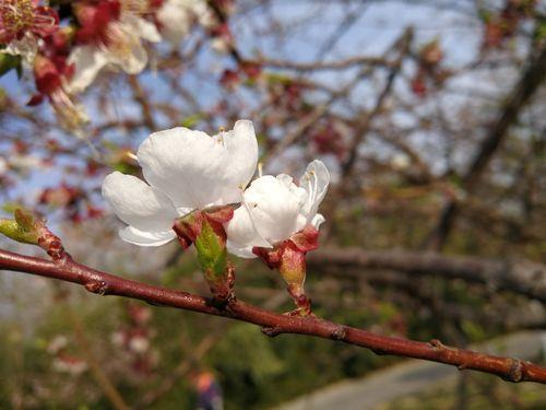南园桃李花落尽全诗解析