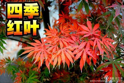 层林尽染怎么造句呢