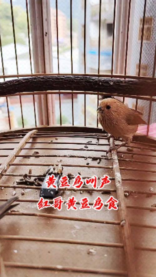 养黄豆鸟好不好