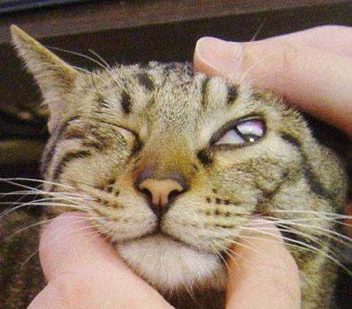 求助!猫咪眼睛瞬膜充血了TT