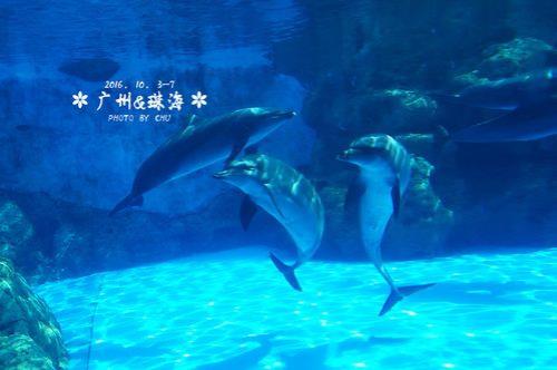 珠海长隆海洋王国可以带狗吗