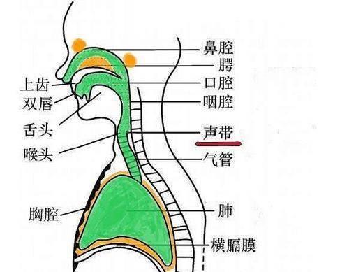 换声点要训练多久才能磨平