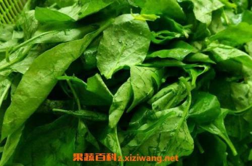 湖南冬天叶子菜有哪些