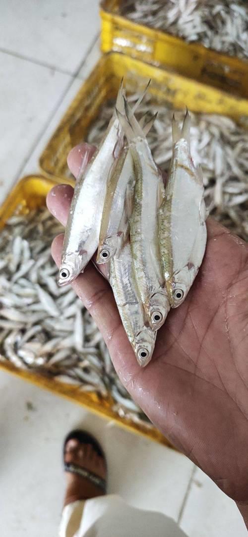蓝刀鱼干主要原产地是哪里