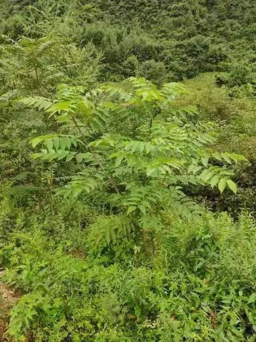 漆树怎样种植