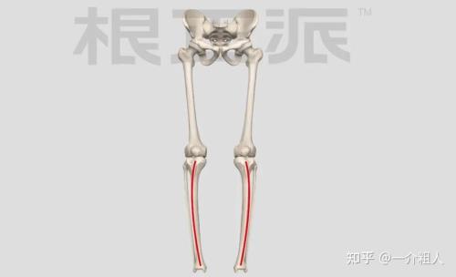 人的骨头是直的还是弯的