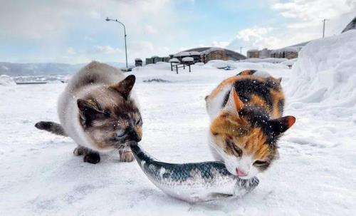 猫在冬天能活多久