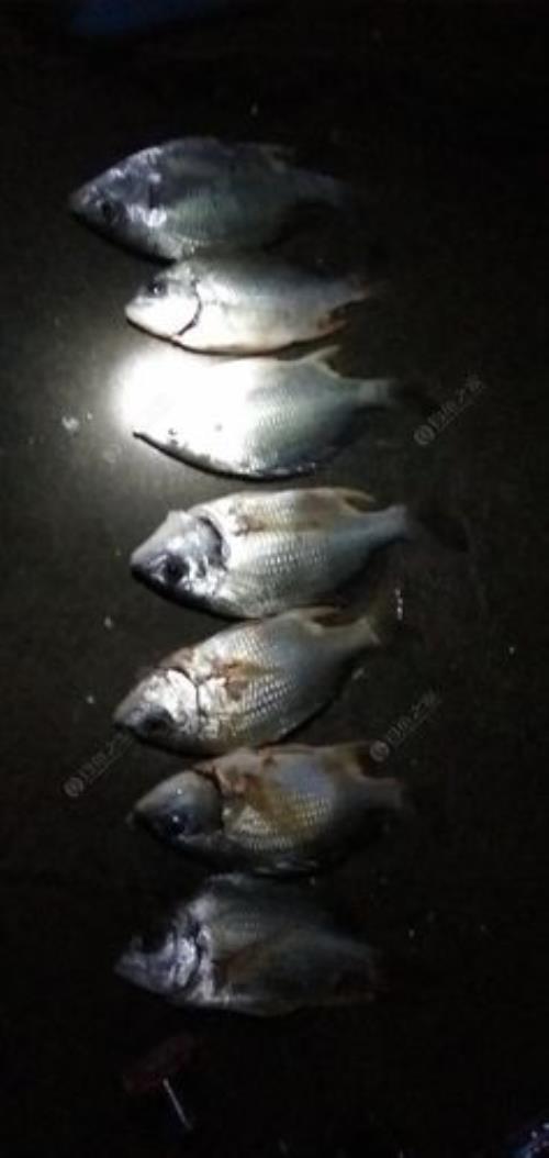 夜钓黄脚腊钓边还是钓中间