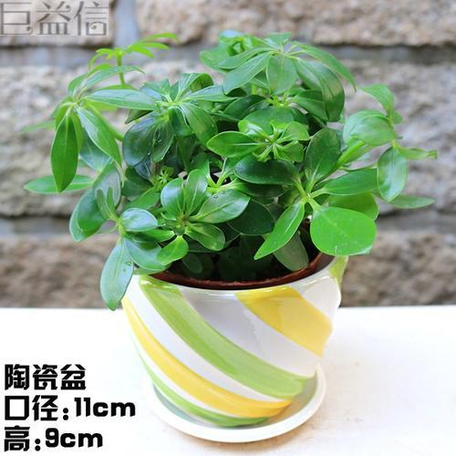 七叶莲花语和寓意