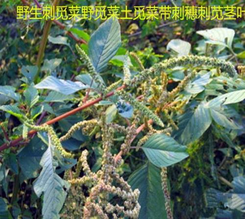 野刺苋哪里比较多