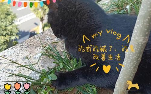吃肉吃腻了的幽默句子