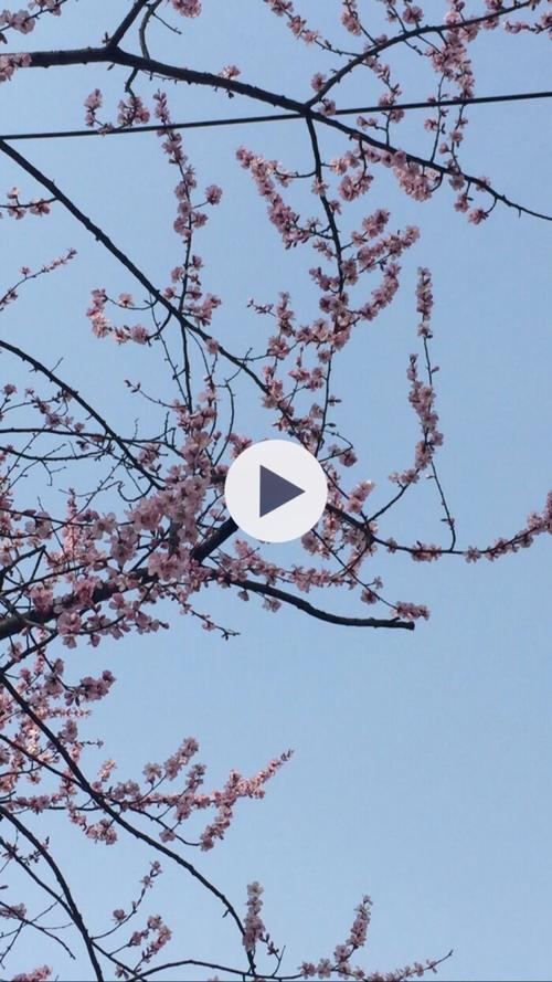 幼儿园歌曲三月春风吹歌词