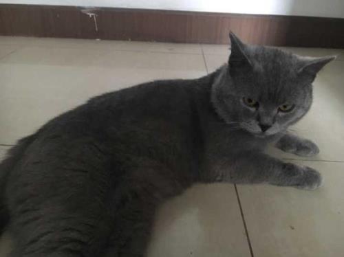 蓝猫需要朋友吗