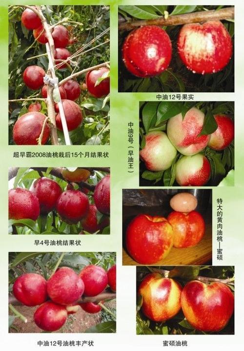 油桃曙光和4号的区别