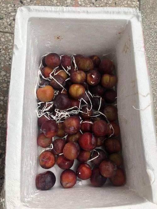 什么时候发水果快递不会坏