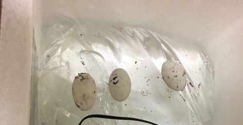 水床孵化冬天温度39度合适吗