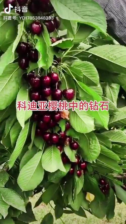 柯迪亚樱桃品种介绍