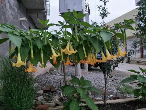 曼陀罗花在我国私人可种植吗