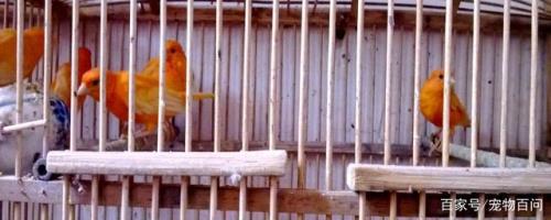 玉鸟弃窝后多久再下蛋