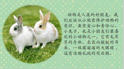 仿写兔子的外形特点的句子