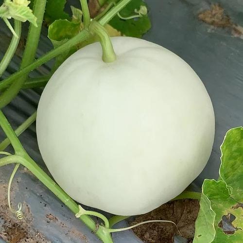 香瓜保存几天口感不变