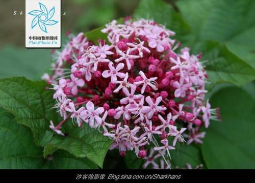七色臭花又名什么名
