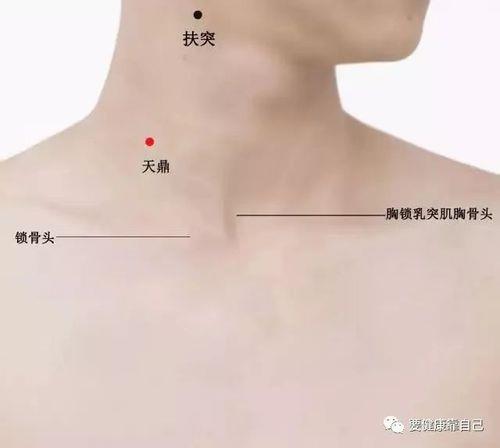天鼎穴的准确位置