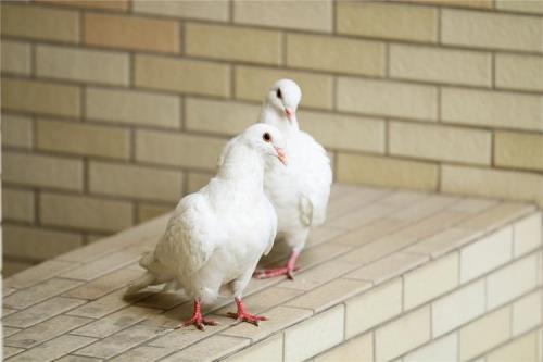 肉鸽为什么不建议养