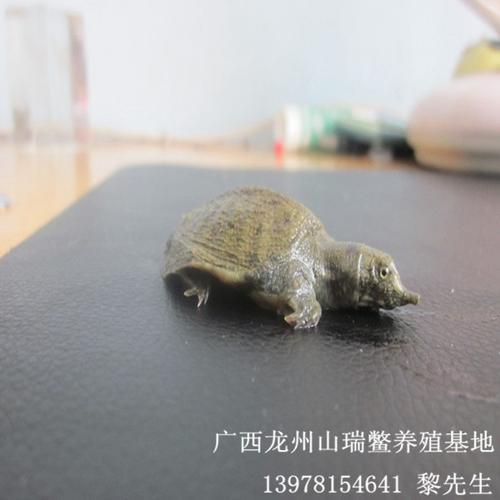山瑞鳖和甲鱼区别