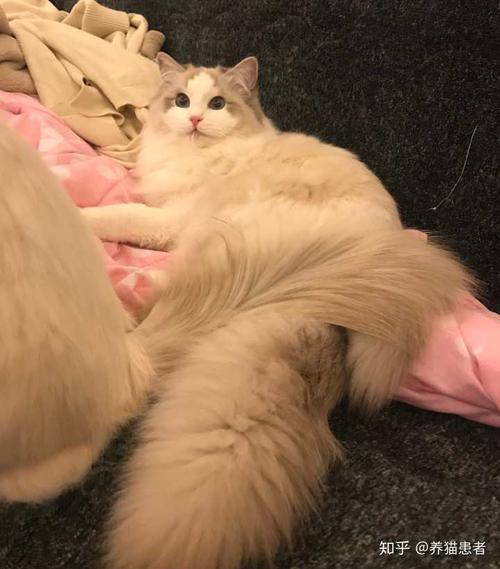 布偶猫几个月吃化毛膏