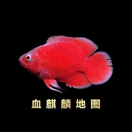 血麒麟上色要多久