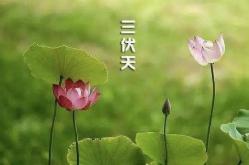 为什么头伏末伏不让剪头发