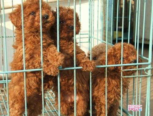泰迪快生了还能上楼梯吗