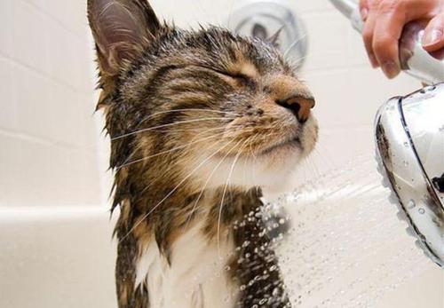 猫多久洗一次澡比较好