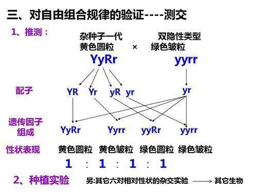 遗传因子的组合形式是什么意思