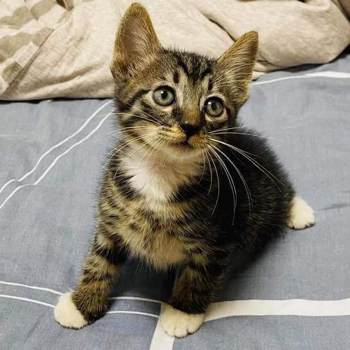 8个月猫还能长个