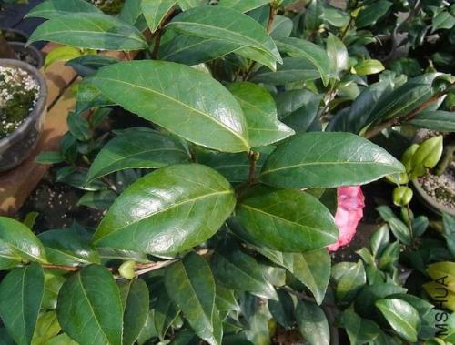 伯拜范茶花生长环境