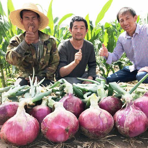 大洋葱是怎么火的