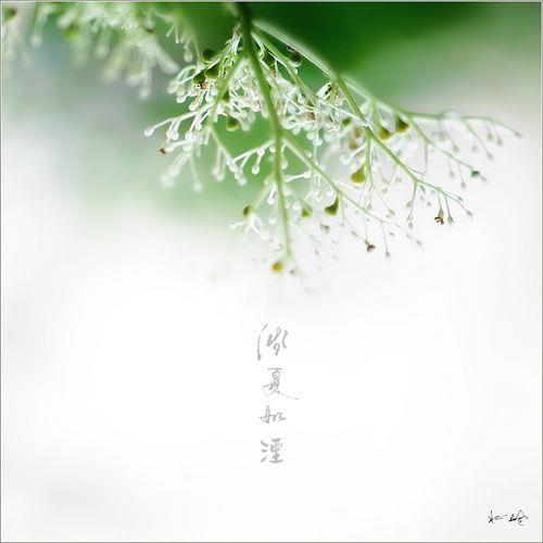 浅夏是哪里人