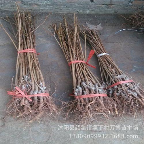 李子嫁接几年结果