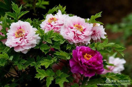 蝶落初尘花盛妍，是什么意思