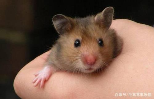仓鼠预产期是多长时间