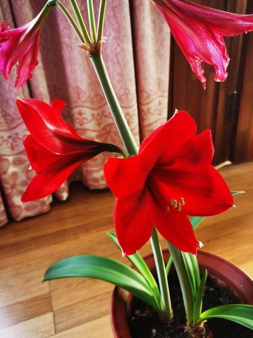 如何区别朱顶红和香水百合