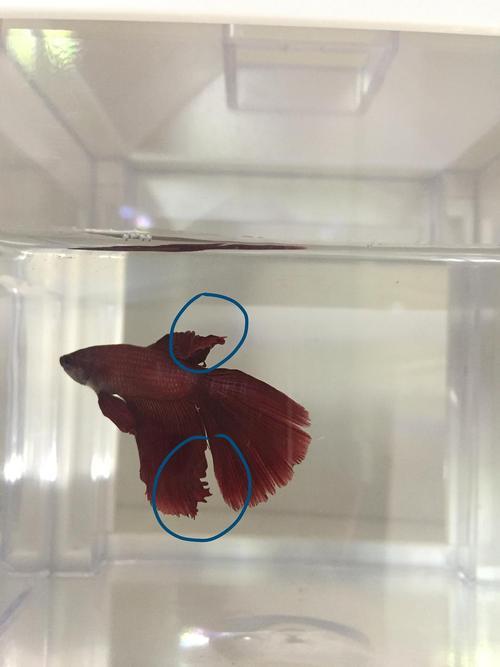 斗鱼肚子大是怀孕了吗