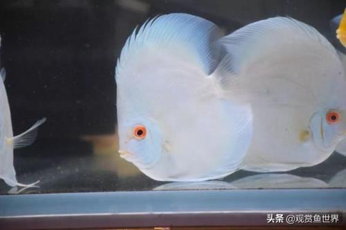 七彩蓝钻从颜色如何区分公母