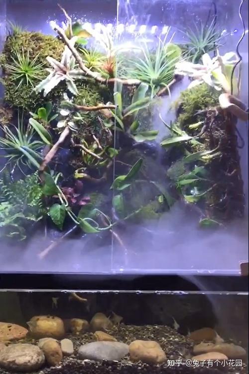 激狂雨林剧情
