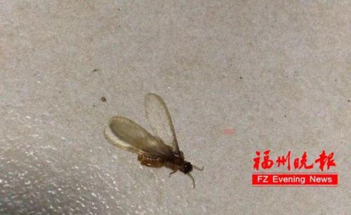 白蚁在水里多久才会淹死