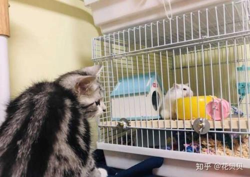 笼养猫每天放出来多久