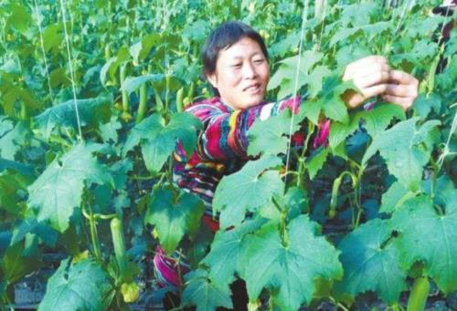 丝瓜雄花摘下授粉几天内有效
