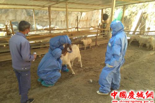 动物血清提炼出来有什么用